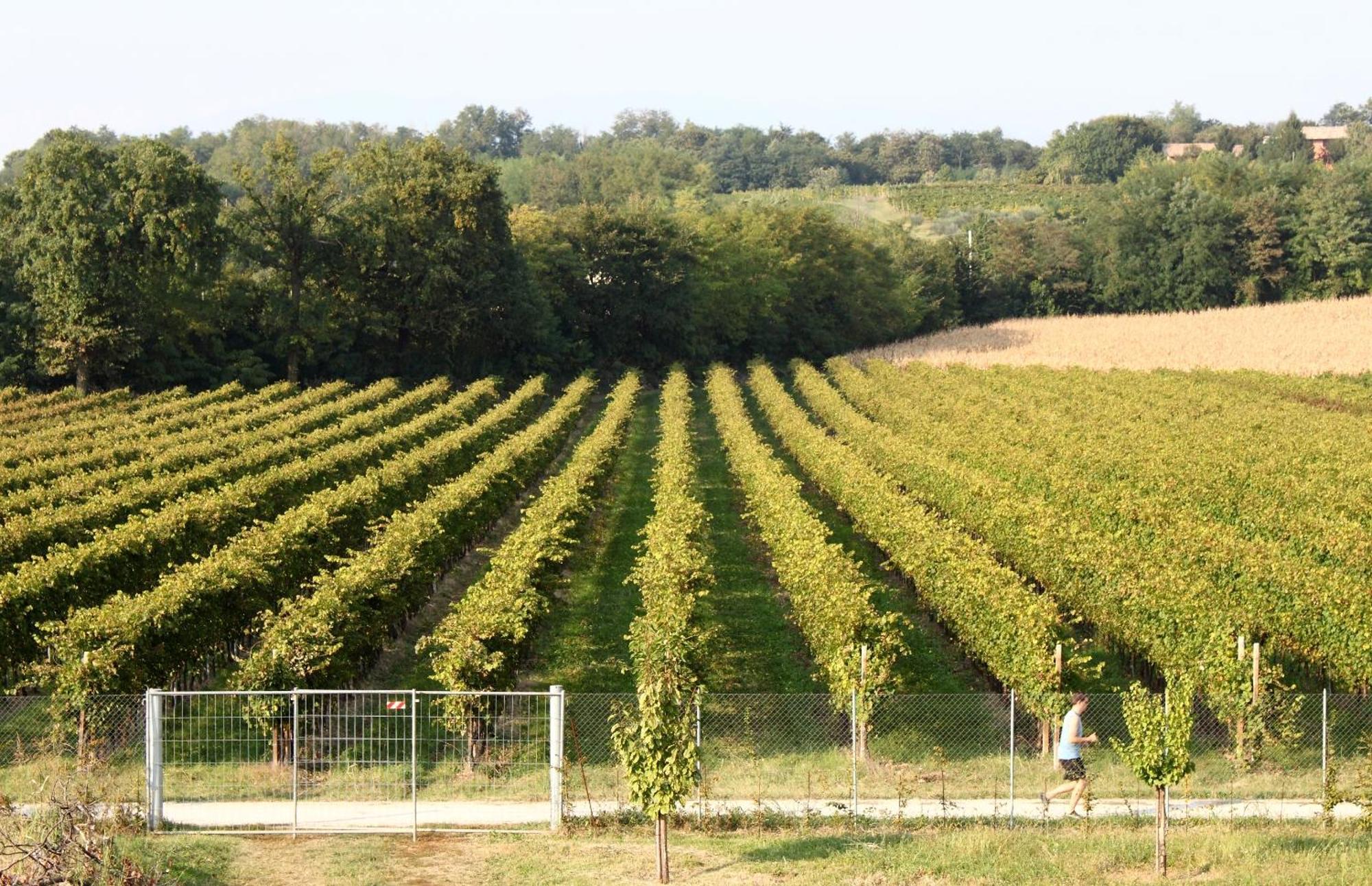 Caspineda Agriturismo Montebelluna Dış mekan fotoğraf