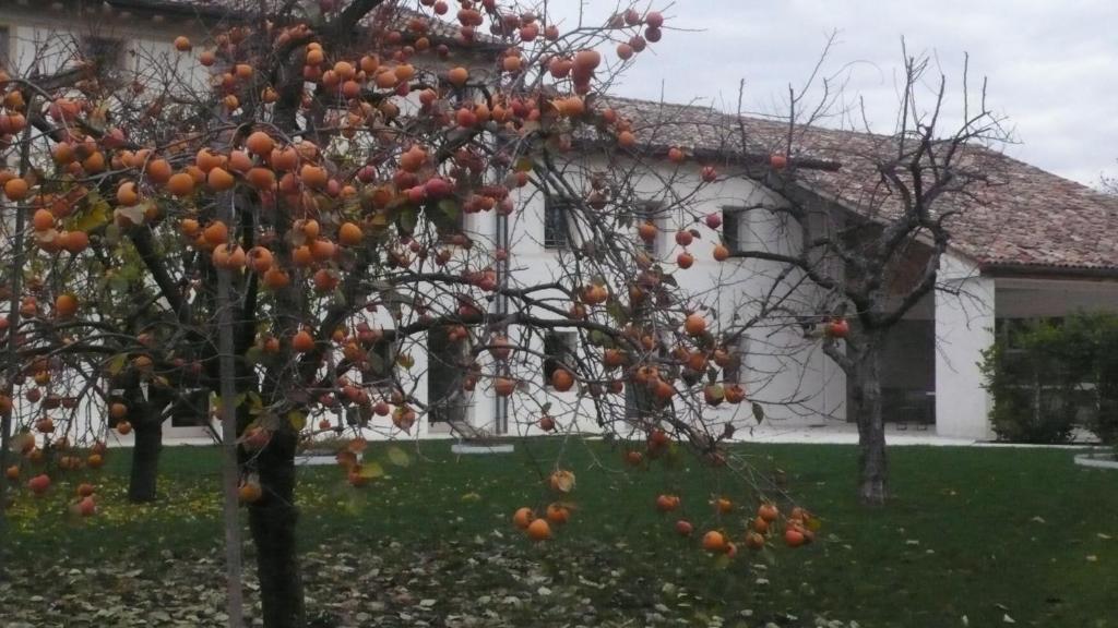 Caspineda Agriturismo Montebelluna Dış mekan fotoğraf